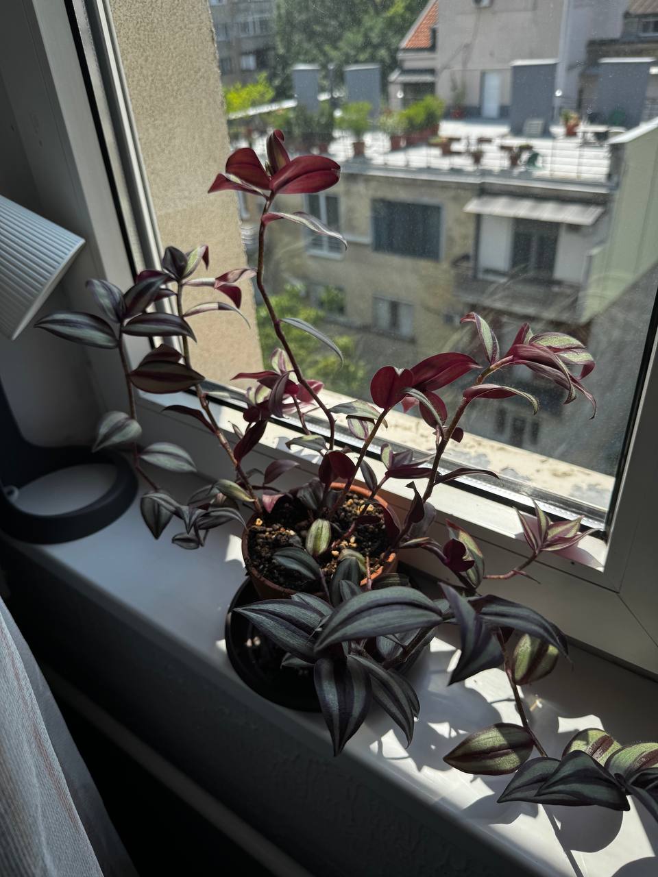 Tradescantia Zebina Siver