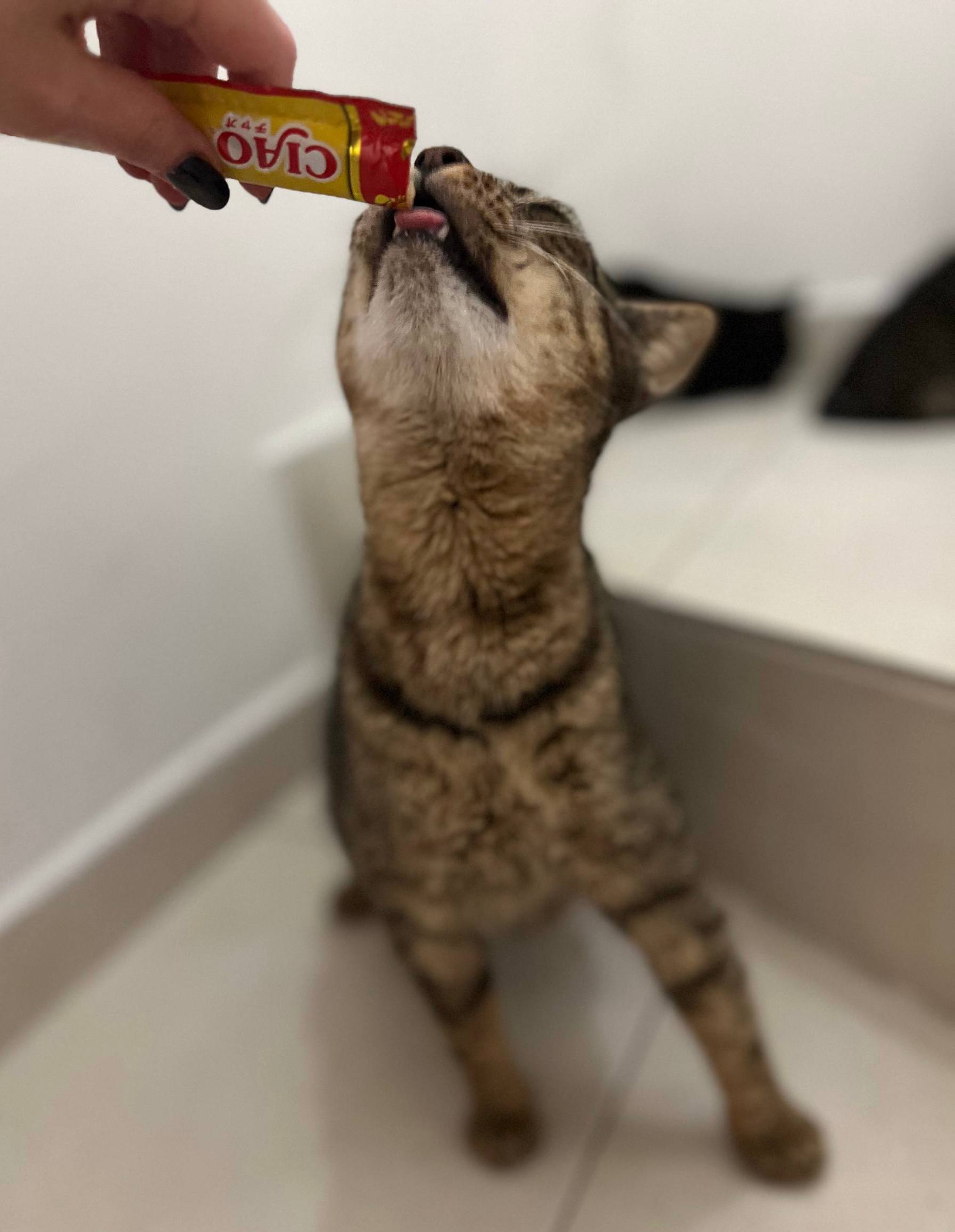 мамой кошкой