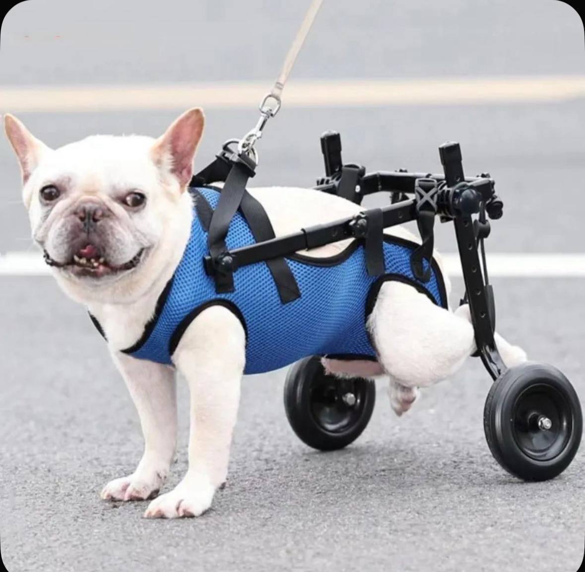 wheelchair for animals