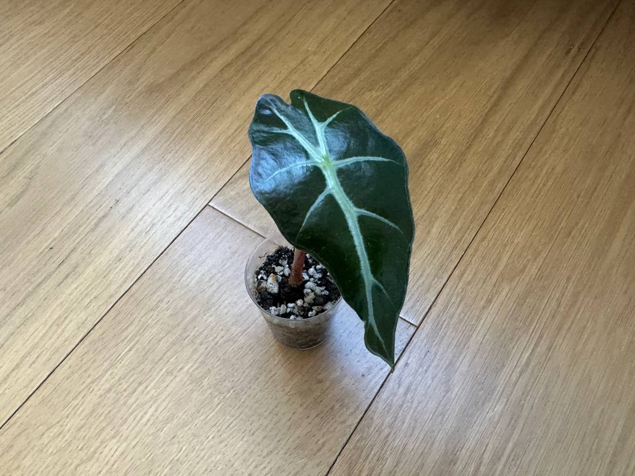 Alocasia polka