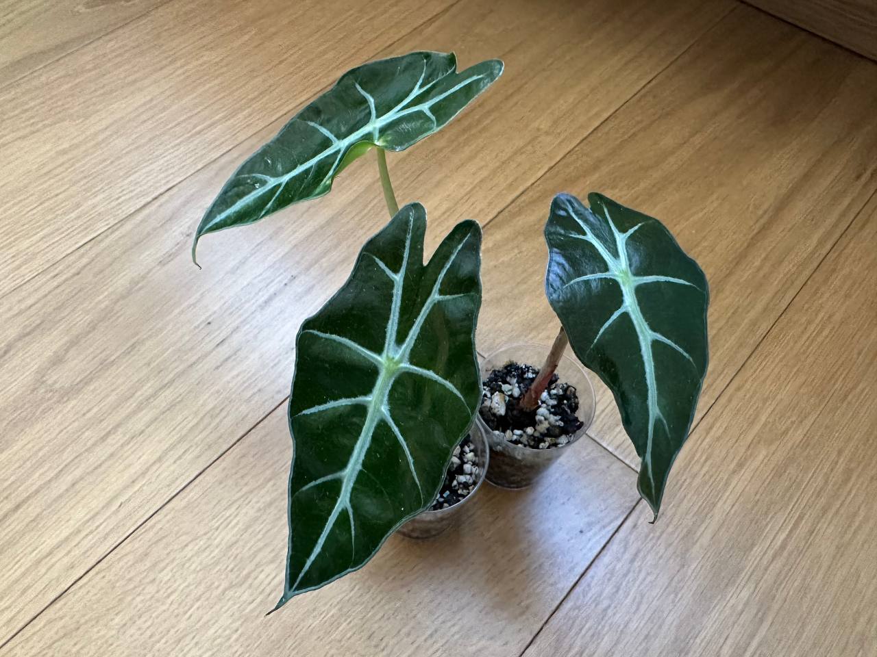 Alocasia polka photo 2