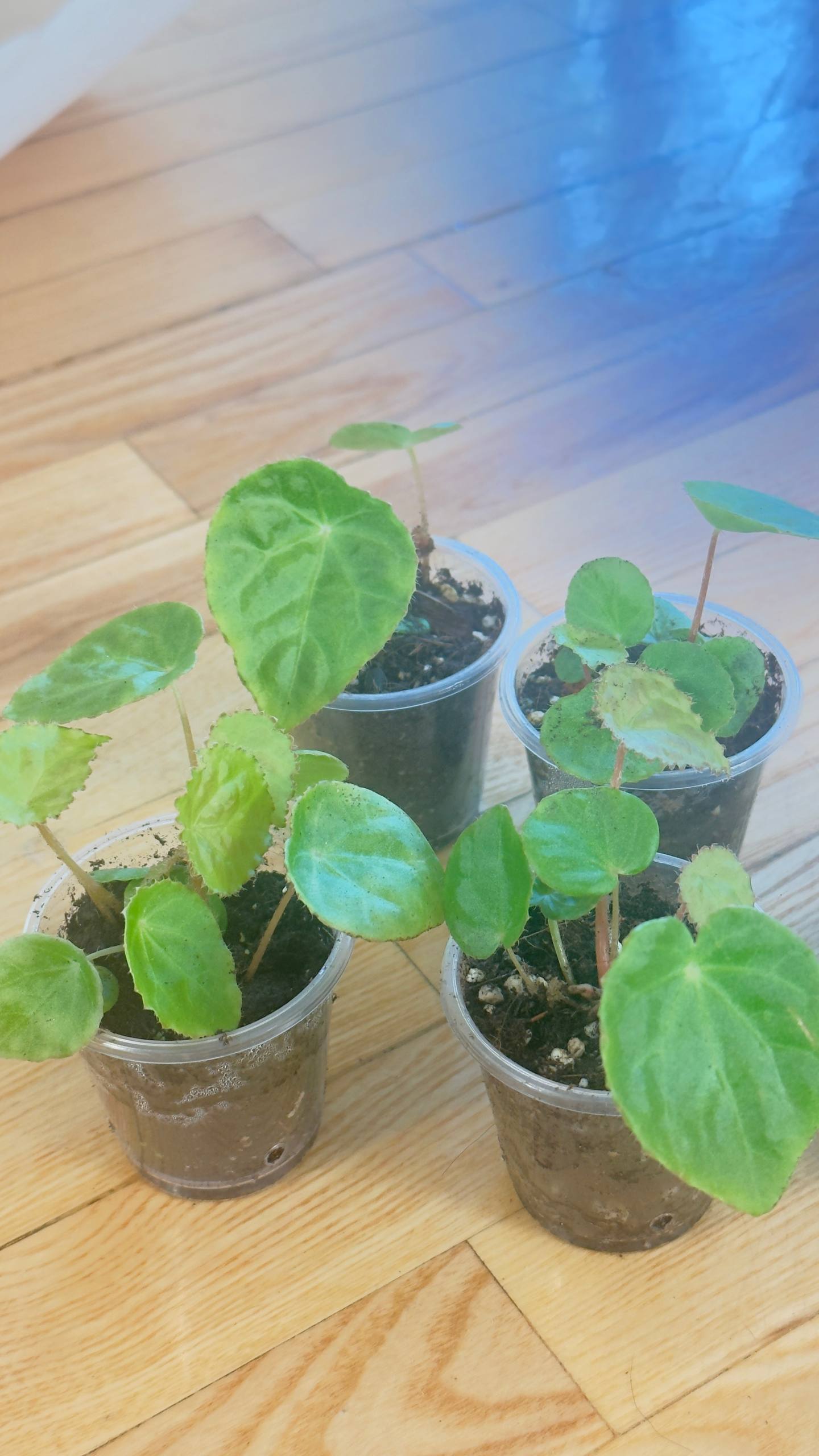 Begonije Futenensis za Деца