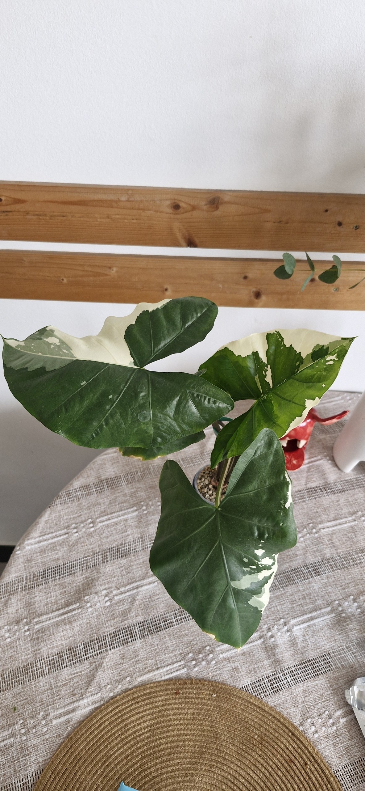 Alocasia Flemingiana photo 2