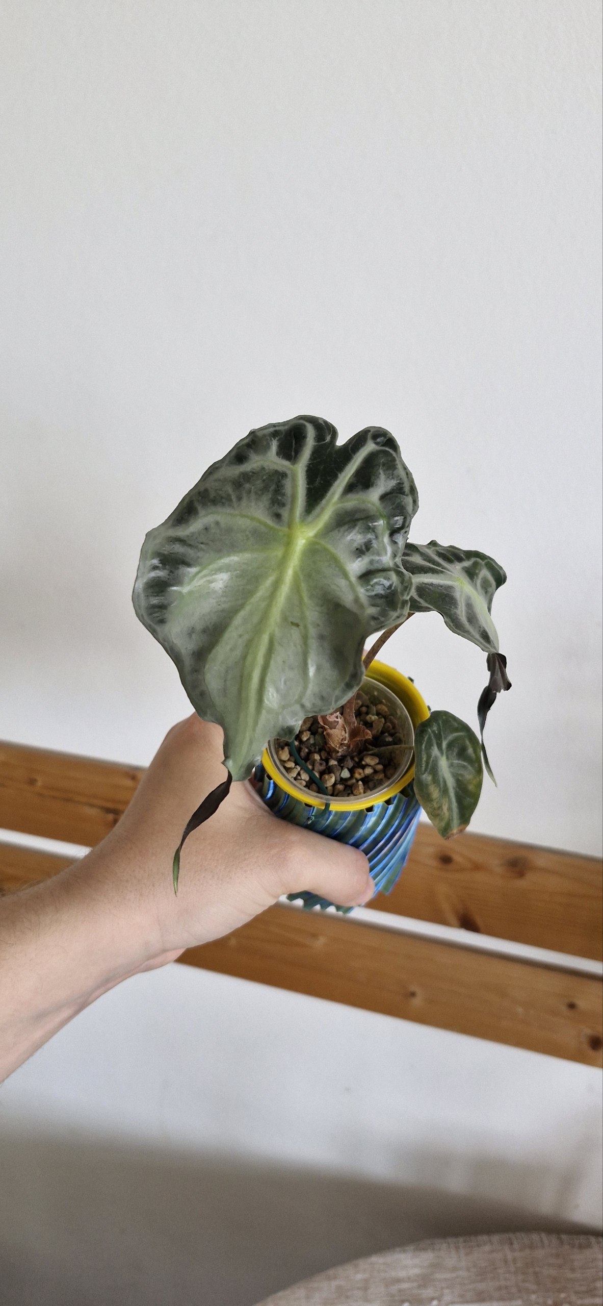 Alocasia Flemingiana photo 3