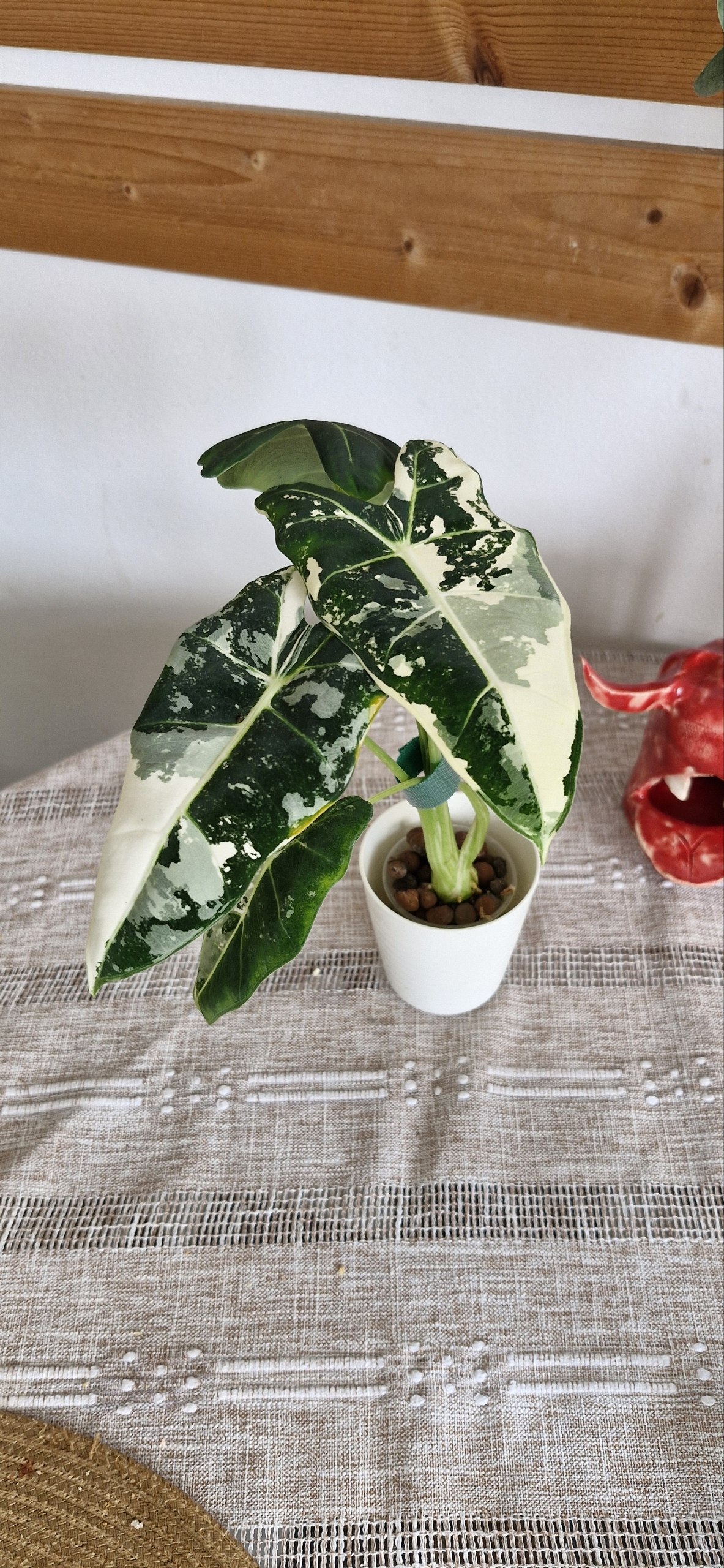 Alocasia Flemingiana photo 4