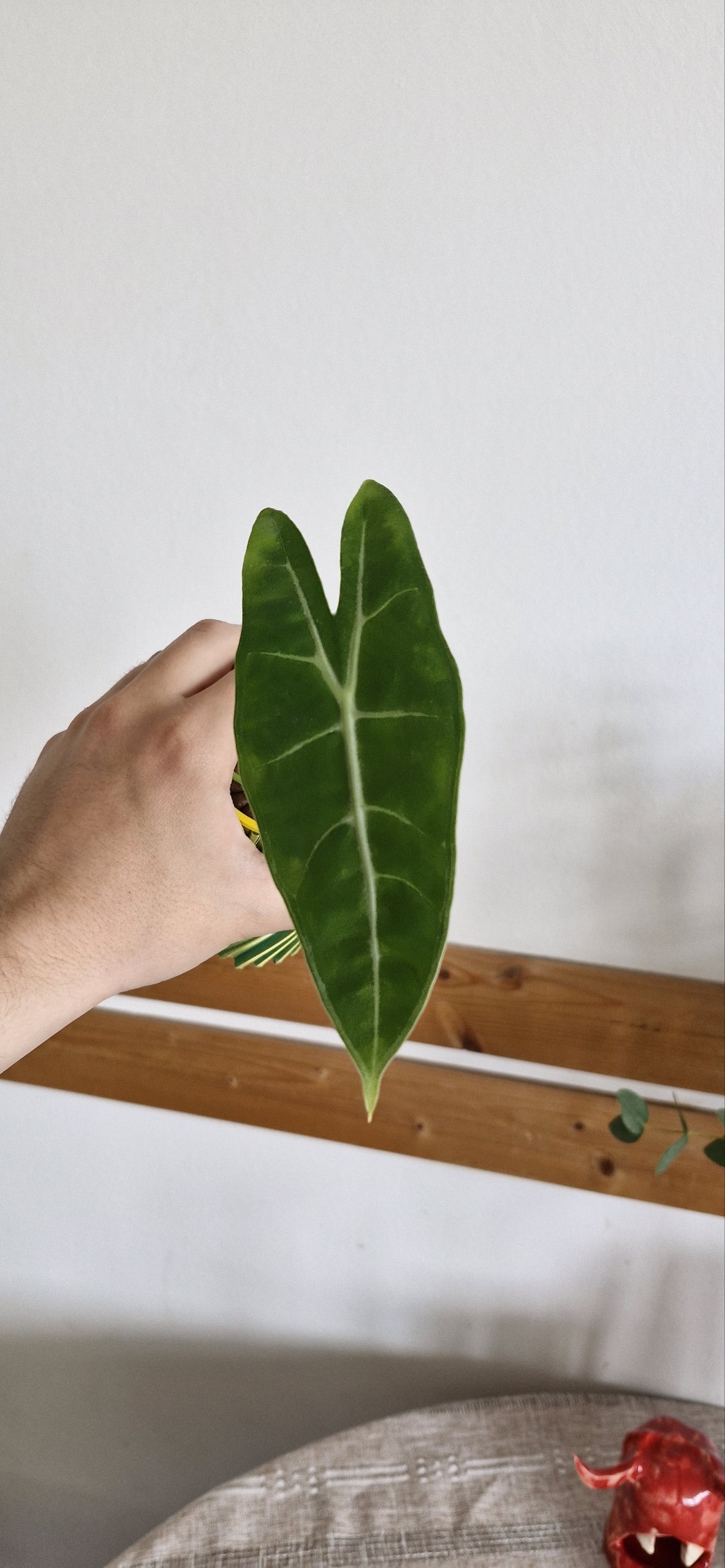Alocasia Flemingiana photo 5