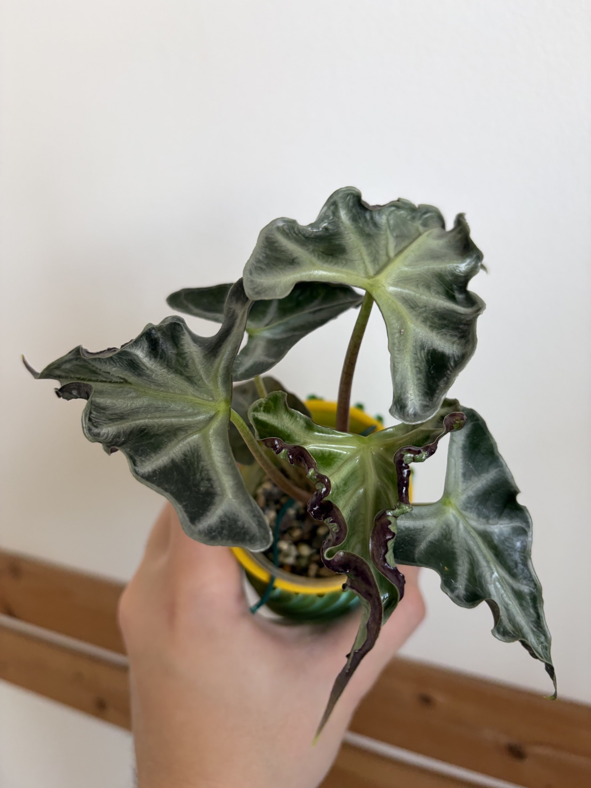 Alocasia Flemingiana