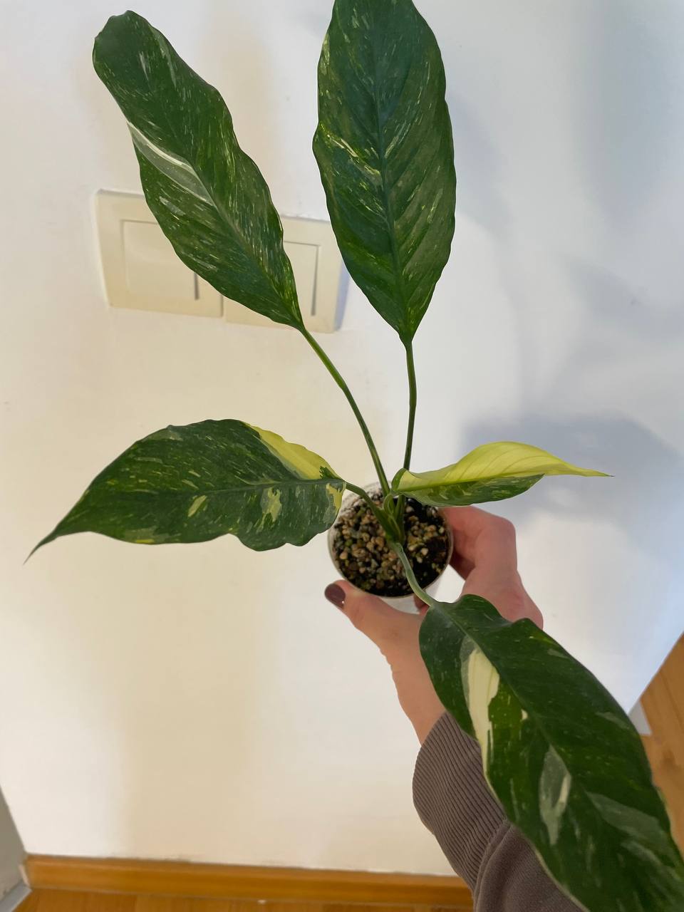 Spathiphyllum Diamond