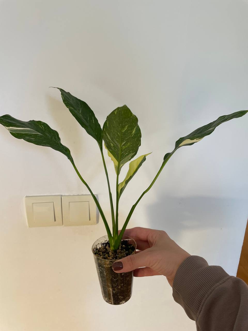 Spathiphyllum Diamond photo 2
