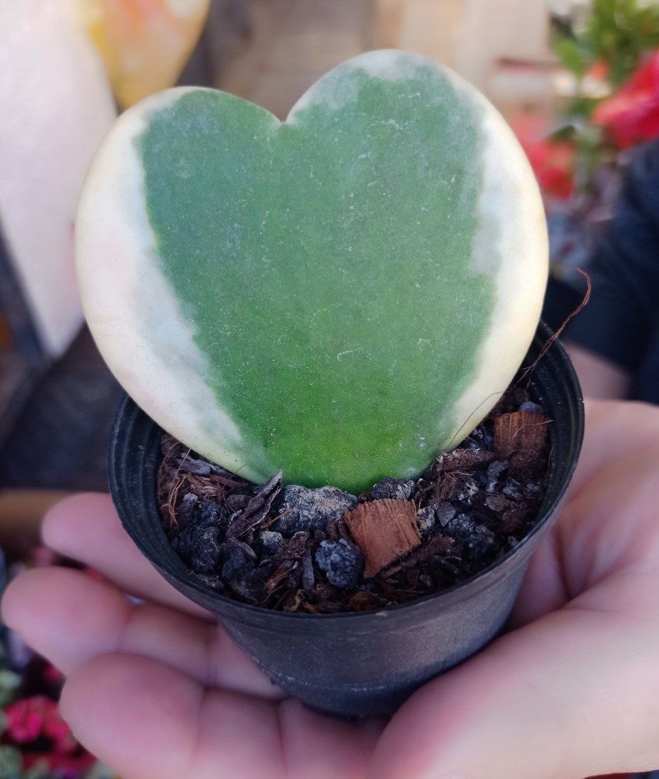 Hoya Kerrii Variegata