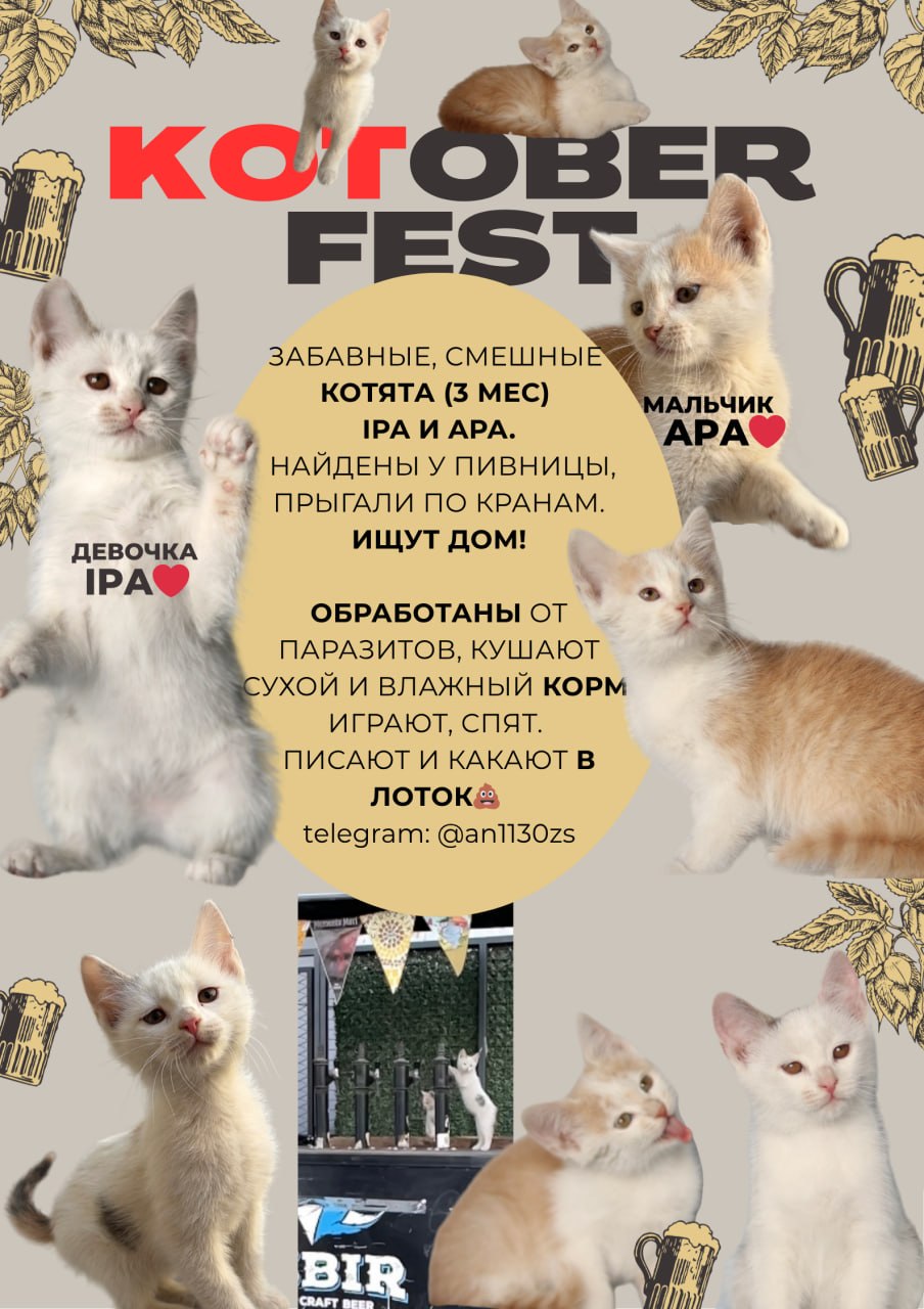 Kittens IPA (girl) and APA (boy)