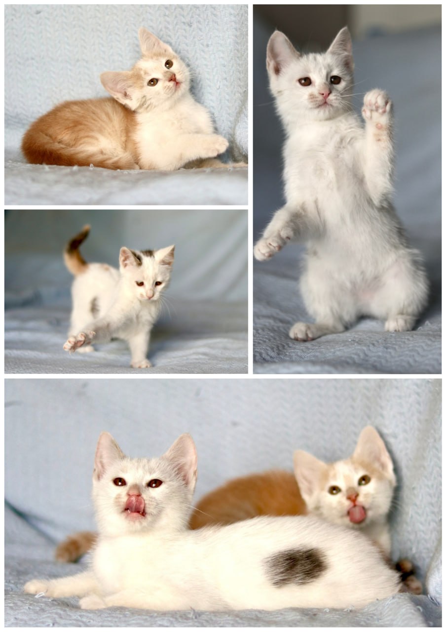 Kittens IPA (girl) and APA (boy) photo 2