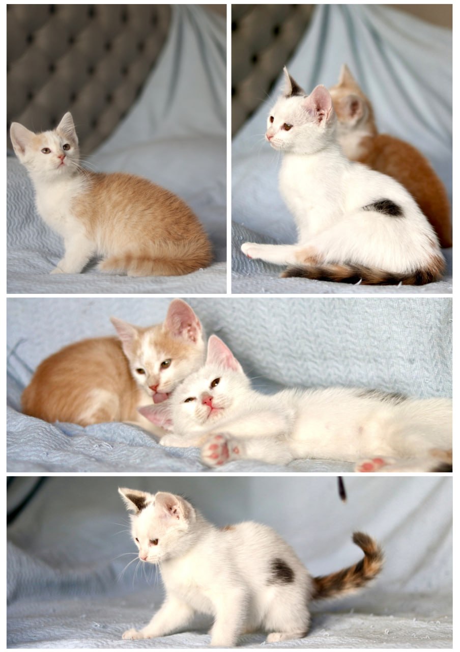 Kittens IPA (girl) and APA (boy) photo 3
