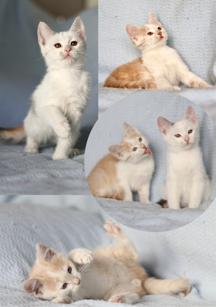 Kittens IPA (girl) and APA (boy) photo 4