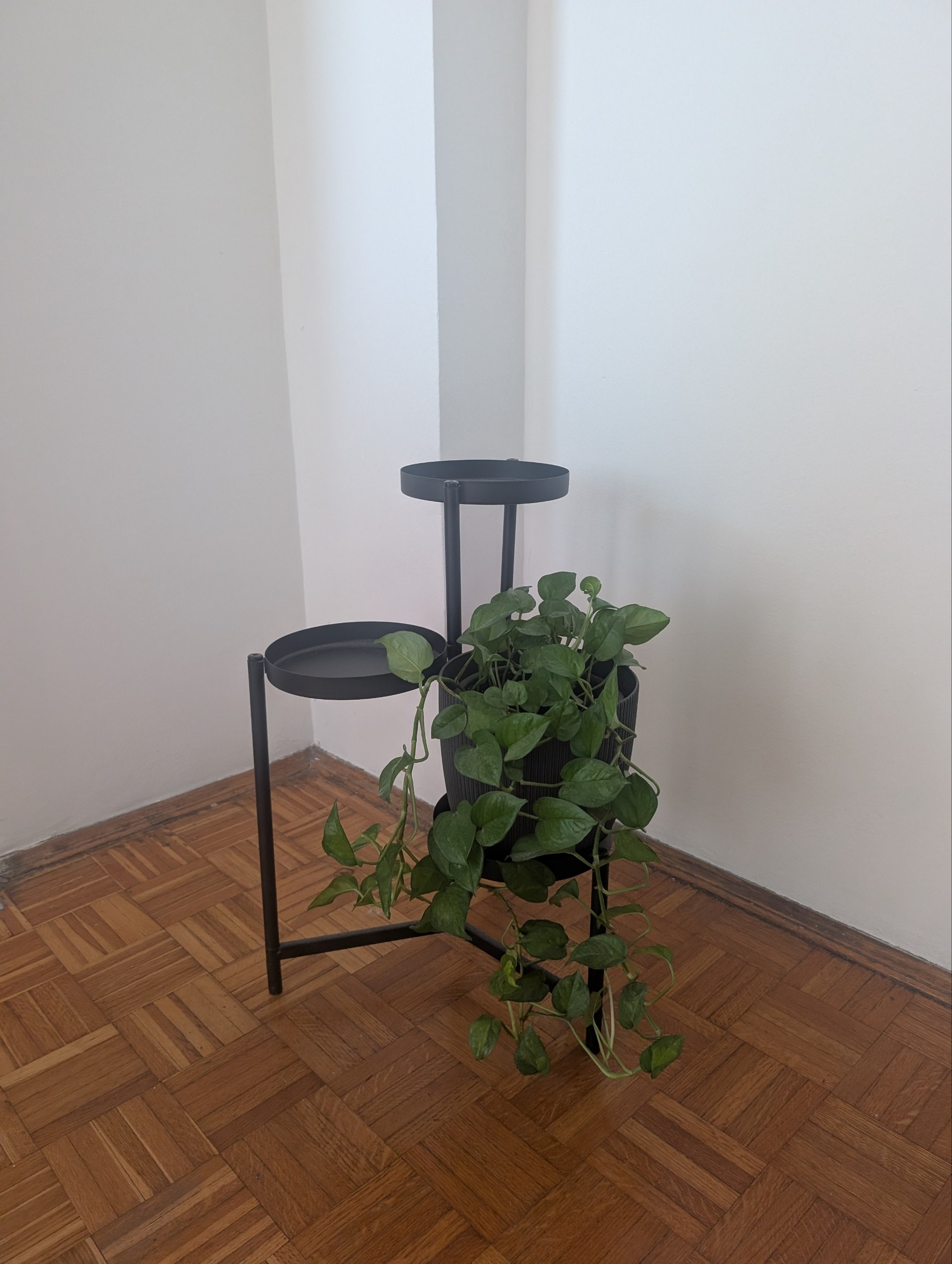Epiprenum No. 3