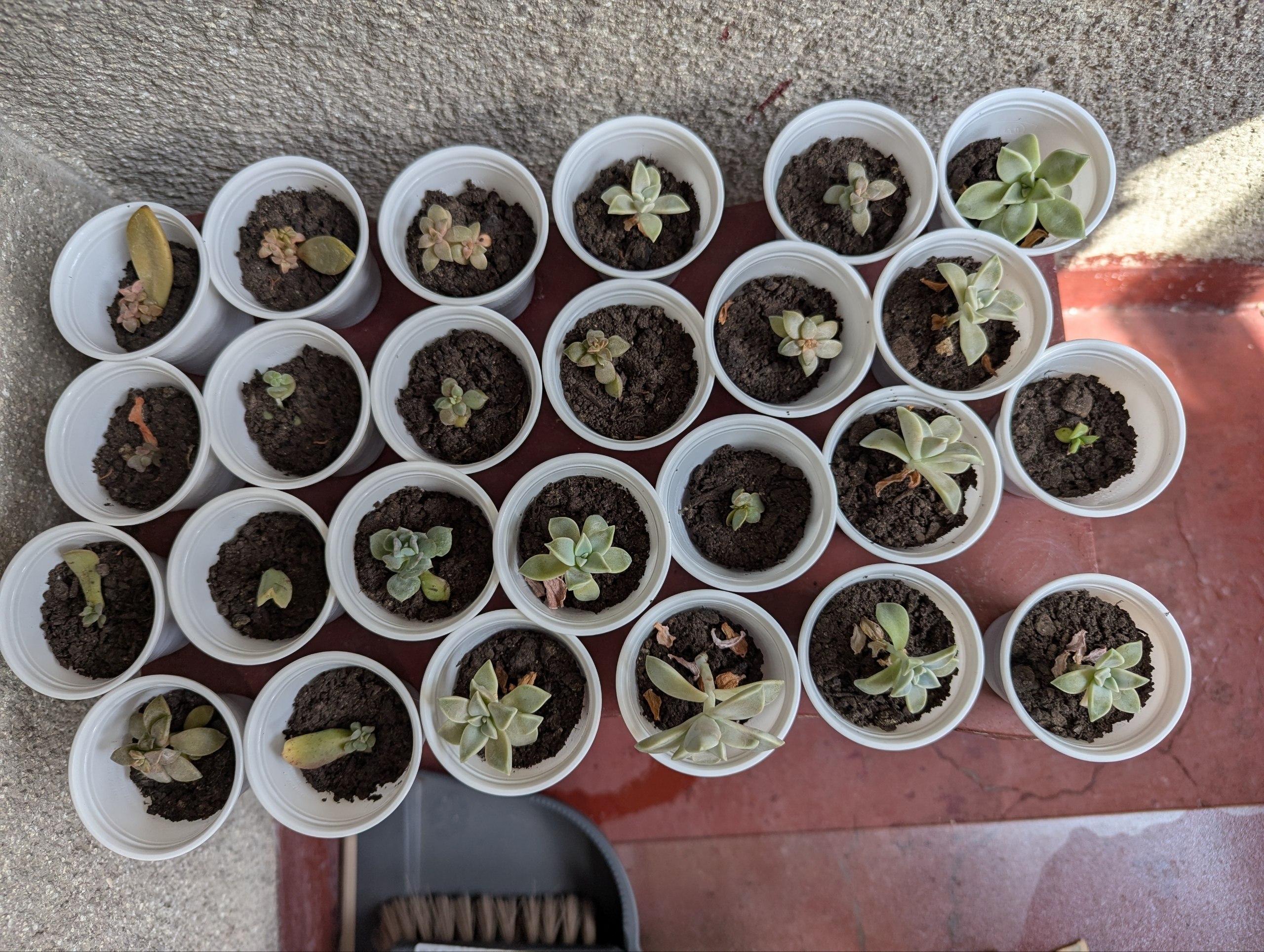 Echeveria/Paheveria/Graptoveria