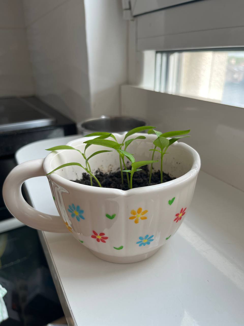 Sadnice: paprika i limen