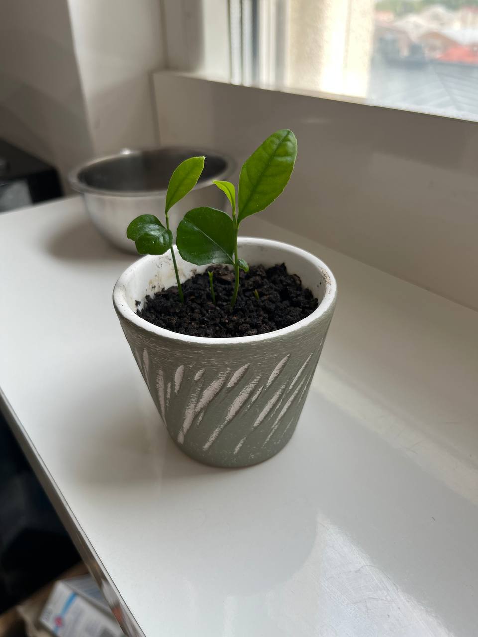 Sadnice: paprika i limen photo 2