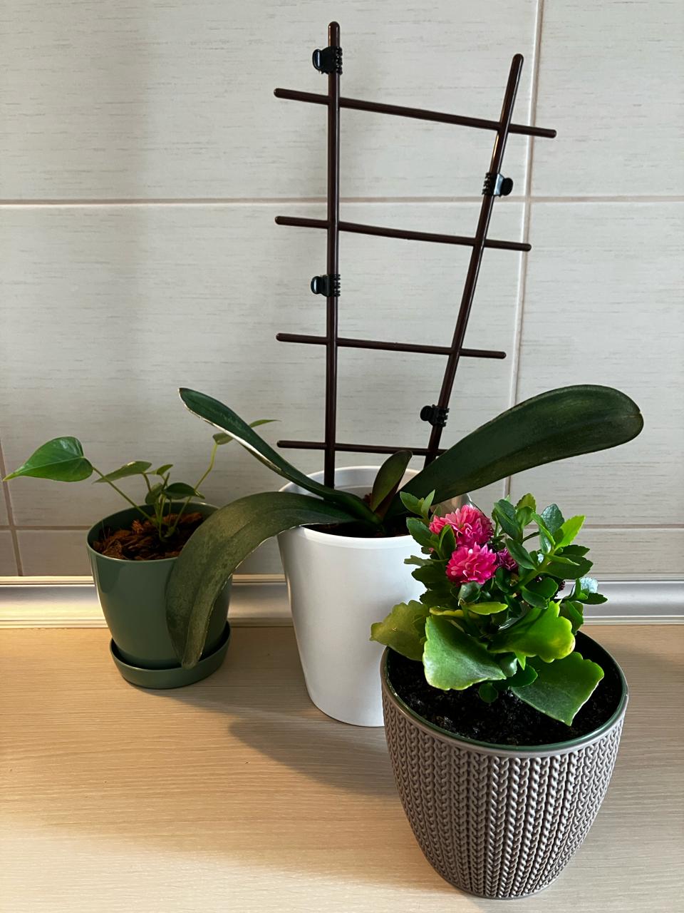 Anthurium