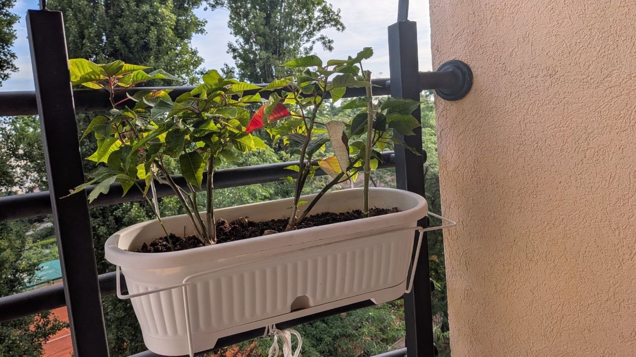кашпо с цветами photo 2