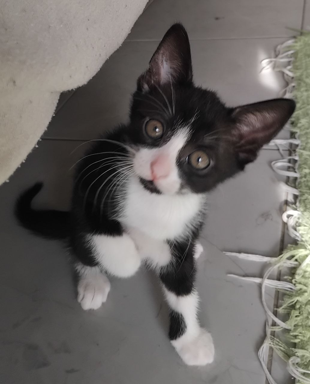 кошечка