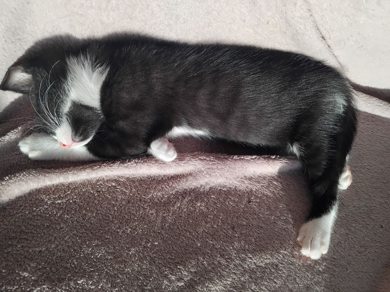 кошечка photo 3