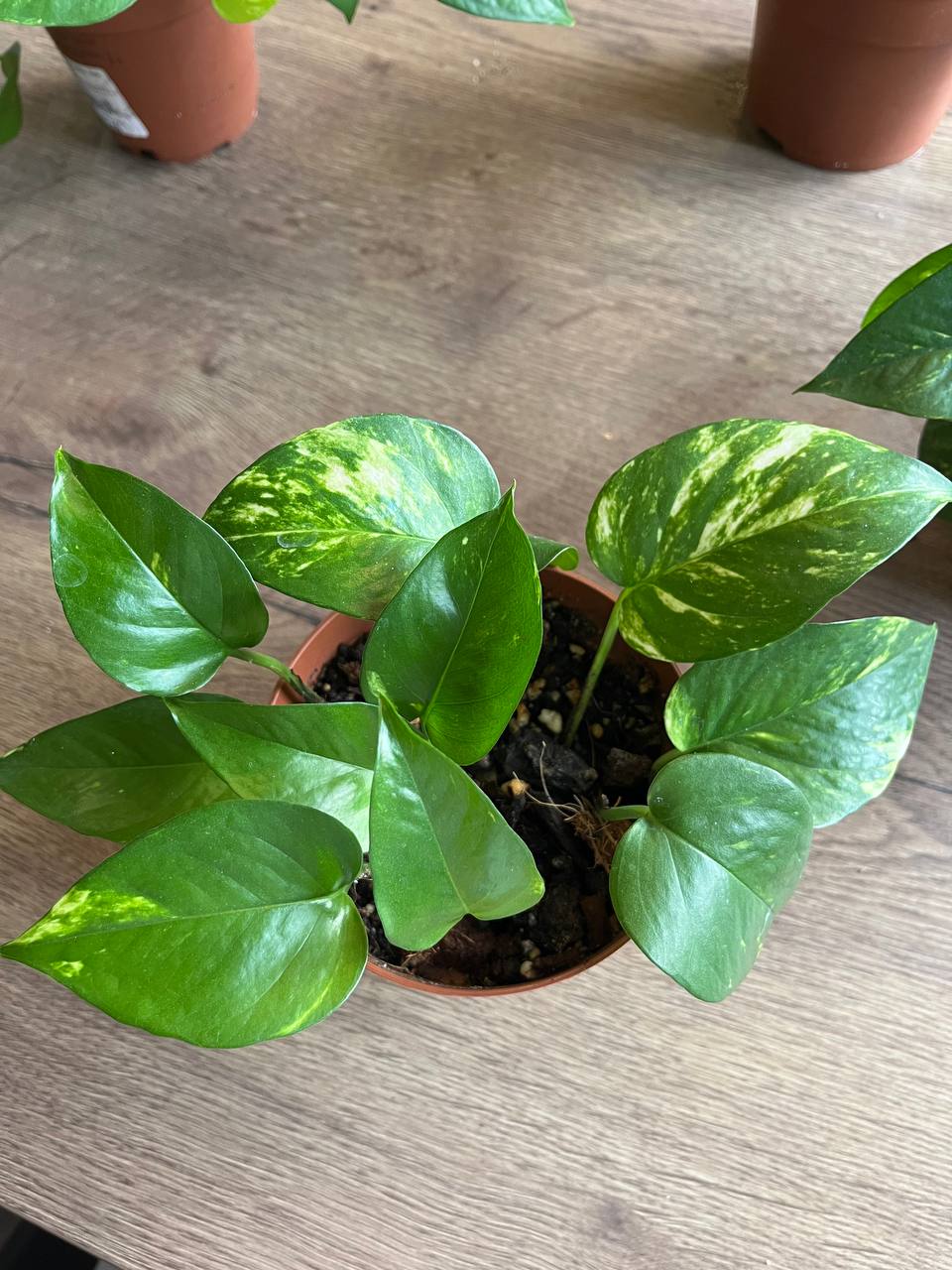 Epipremnum zlatni