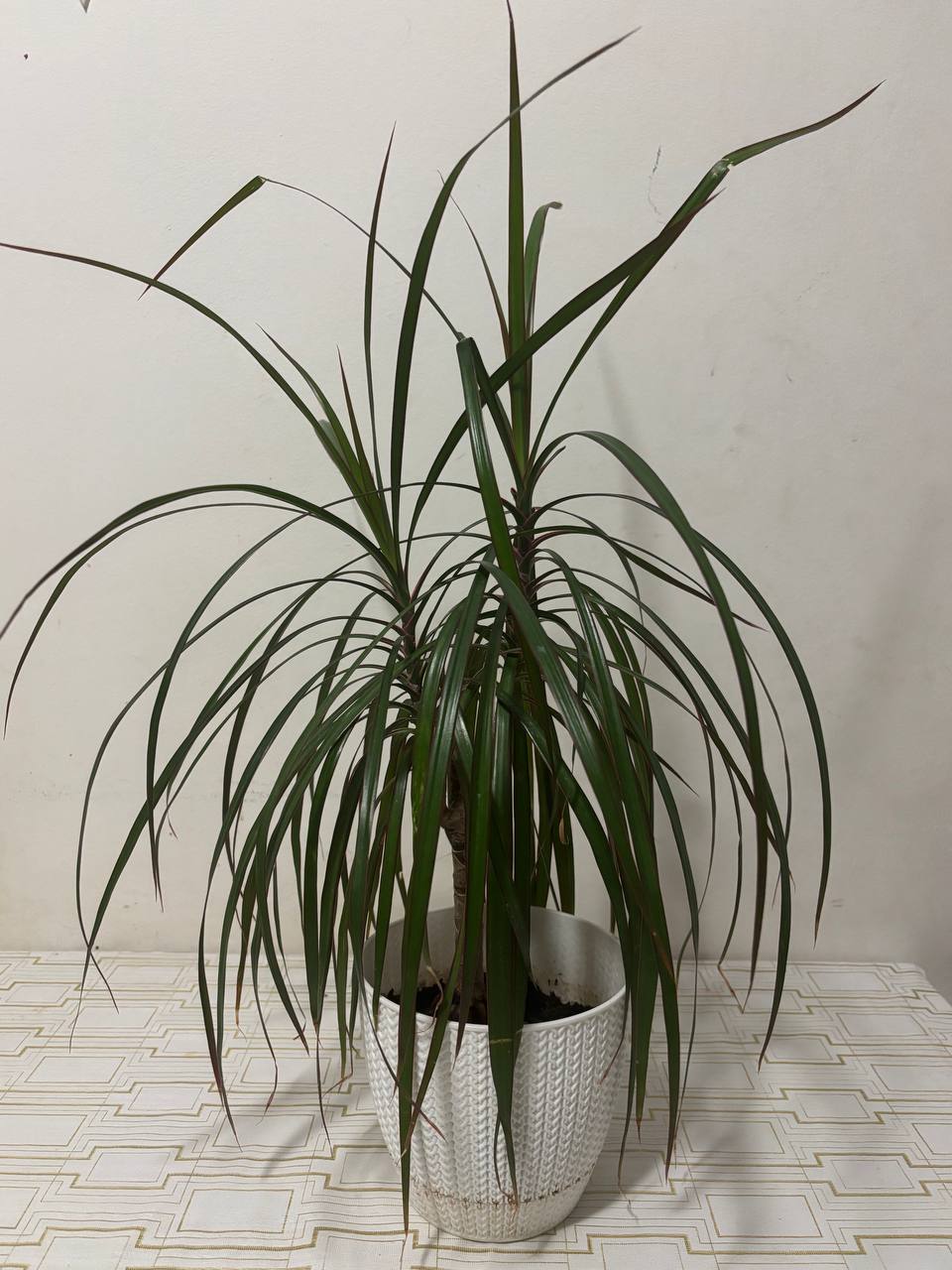 Dracena