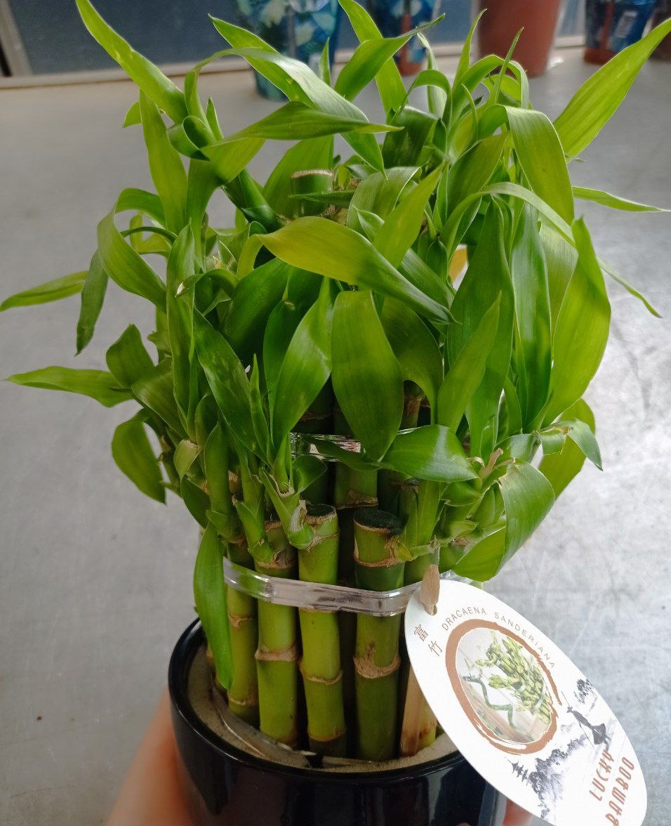 Happiness Bamboo (Dracaena Sanderiensis)