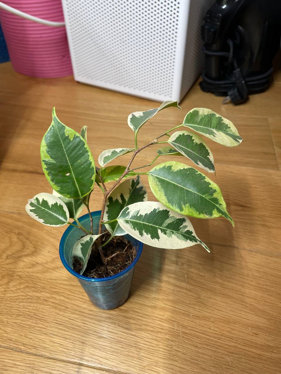 Benjamin Fig Golden King