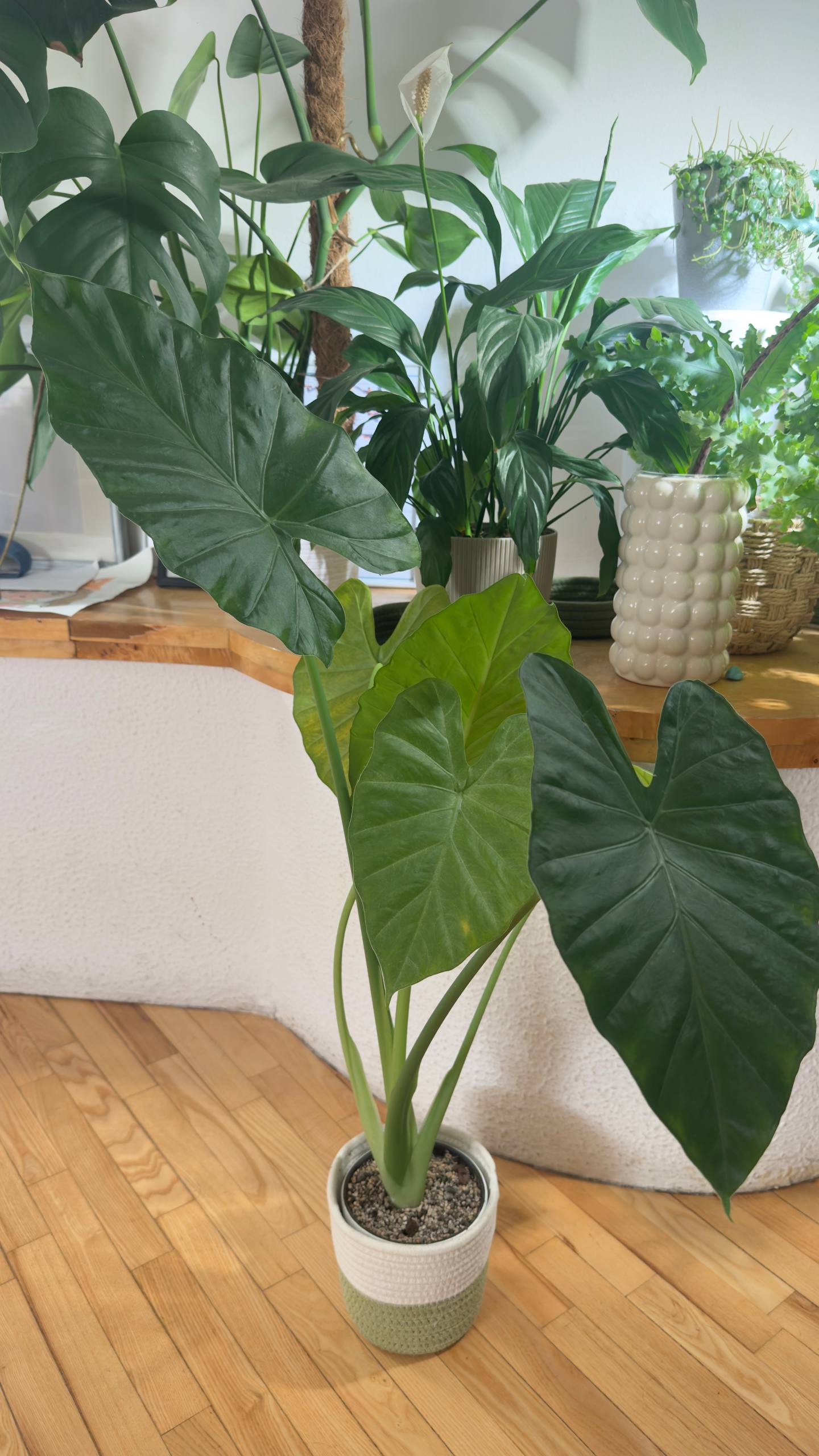 Alocasia makroriza
