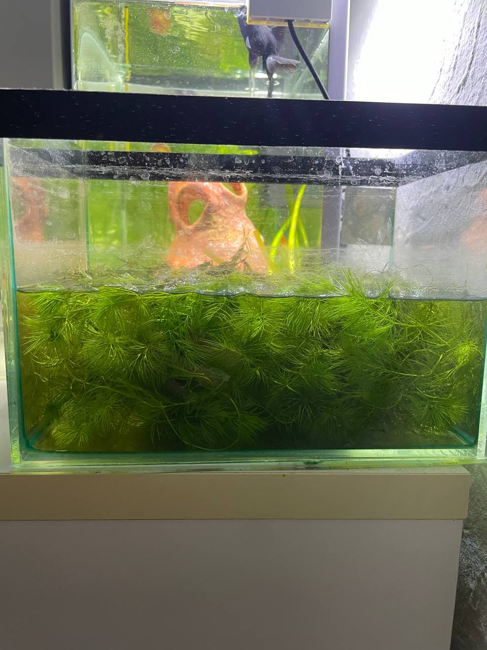 Seaweed for aquarium