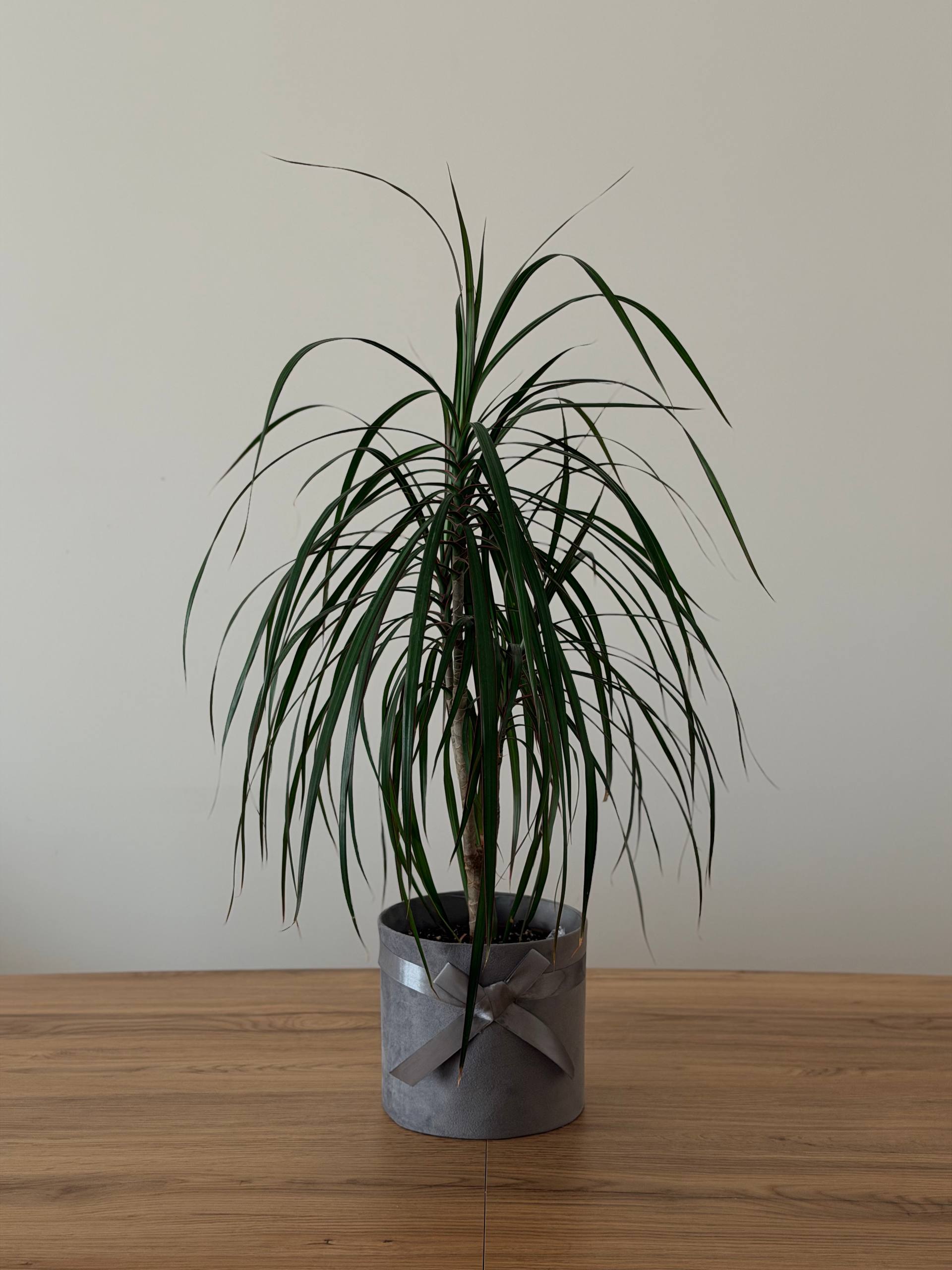 Dracena
