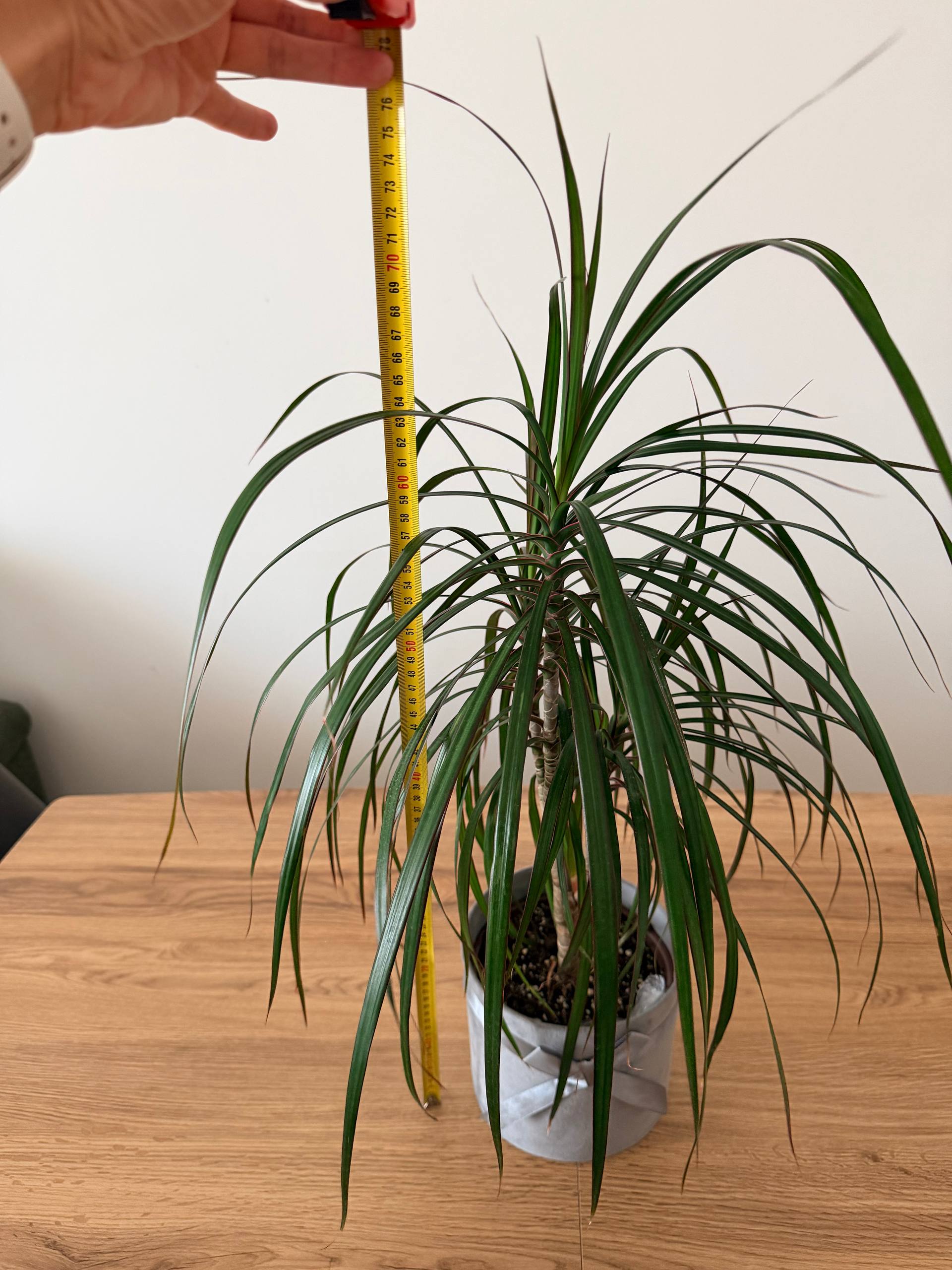 Dracena photo 2