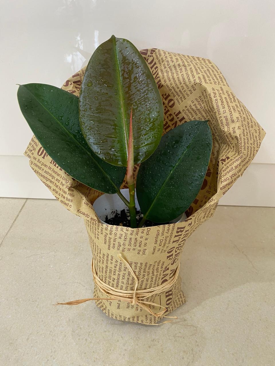 Rooted rubber fig (Ficus elastica)