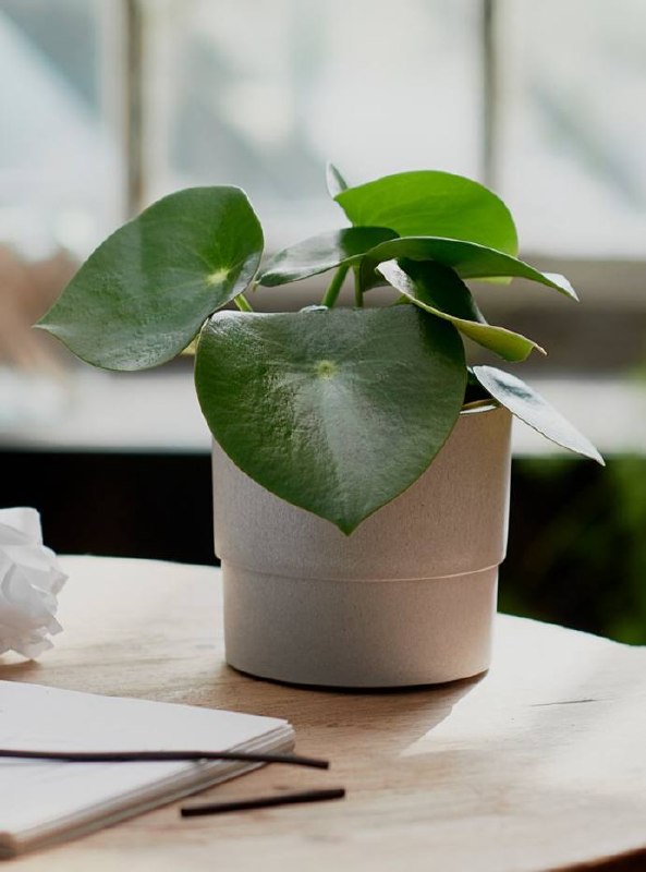 Flower pot