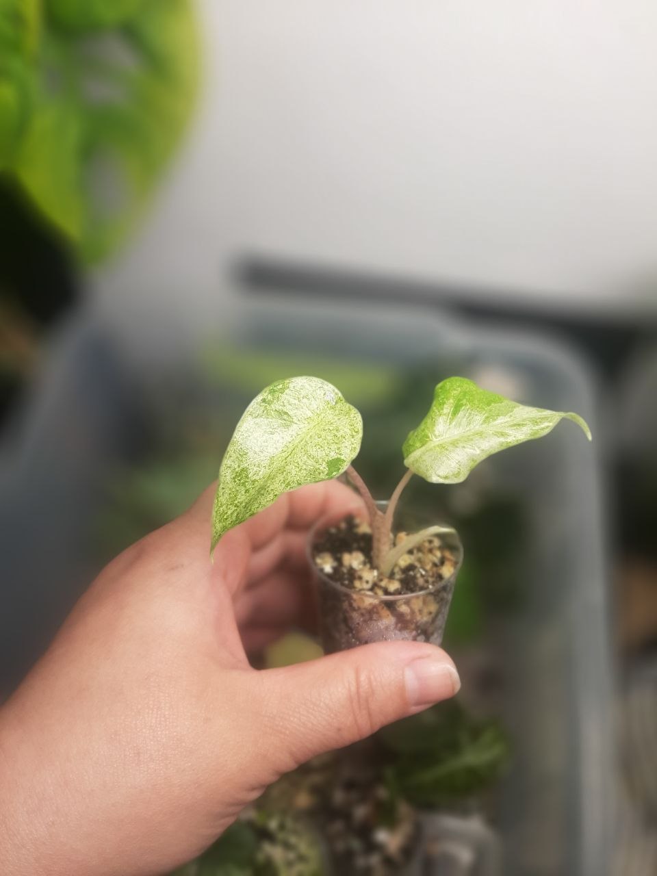 two Alocasia clones Odora Batik Variegata