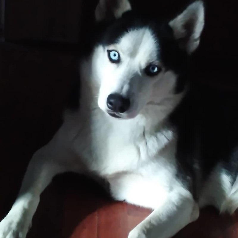 haski
