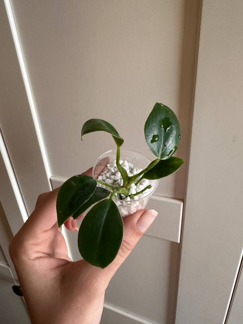 Philodendron Birkin