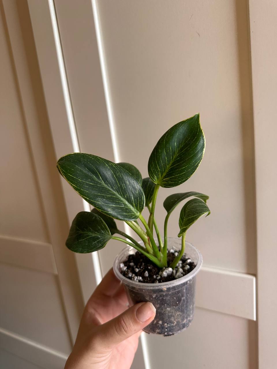 Philodendron Birkin photo 2
