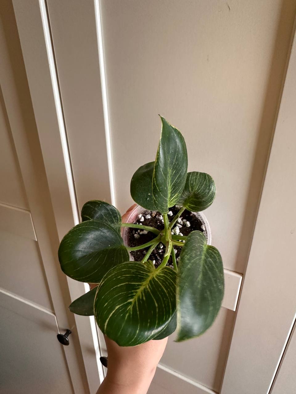 Philodendron Birkin photo 3