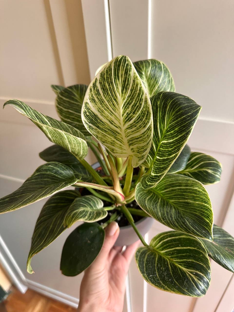 Philodendron Birkin photo 4
