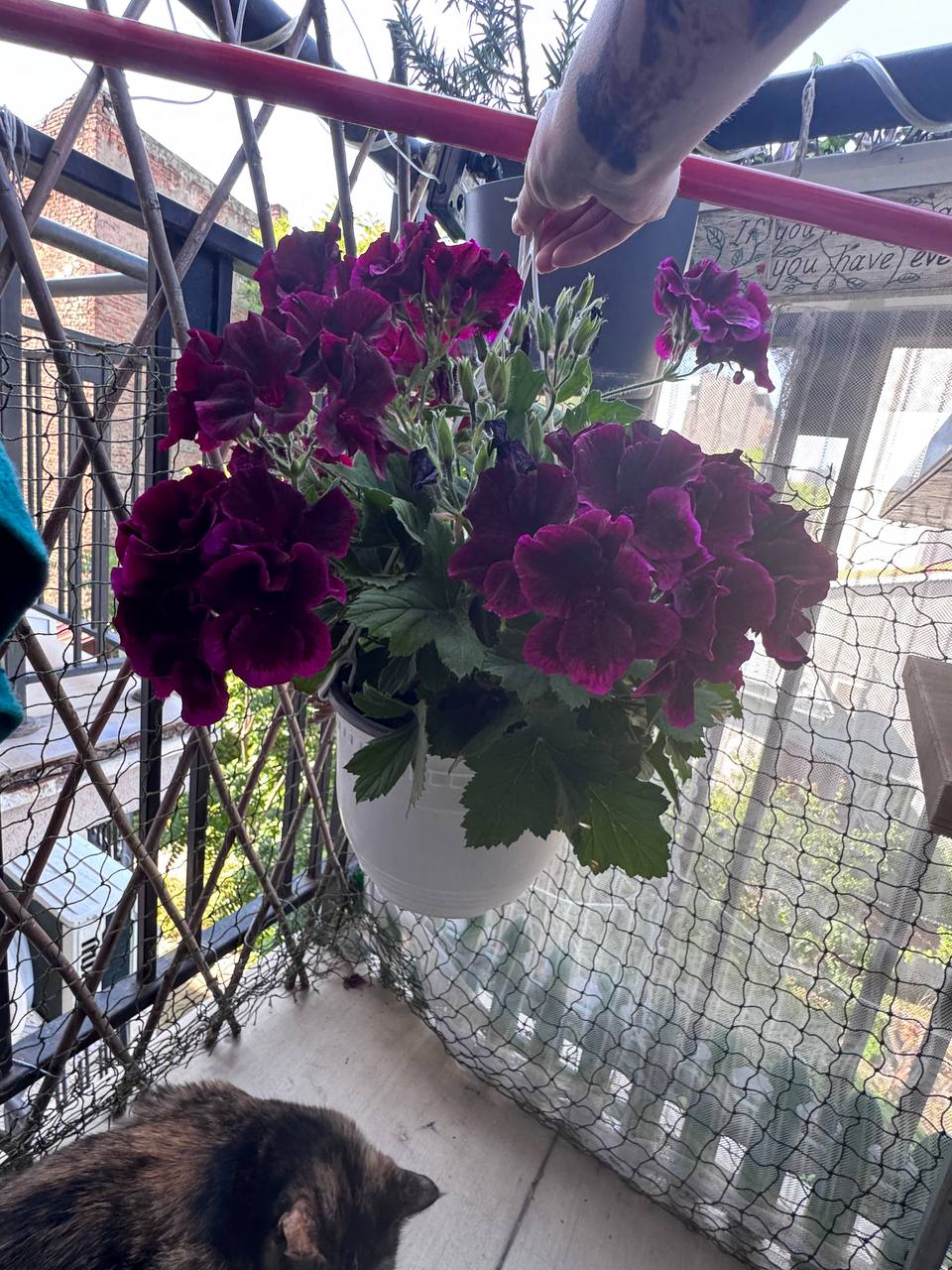English pelargonium photo 2