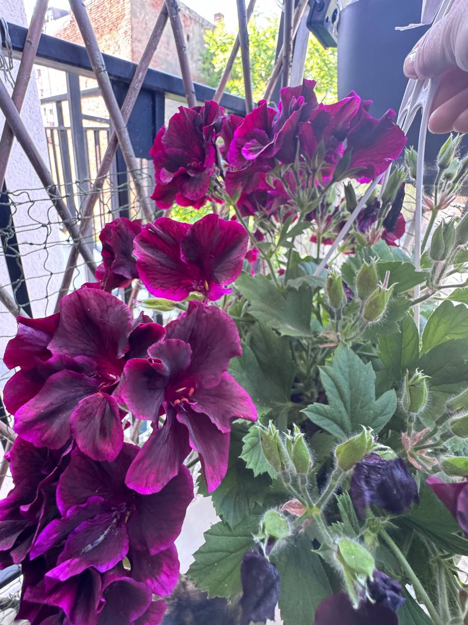 English pelargonium