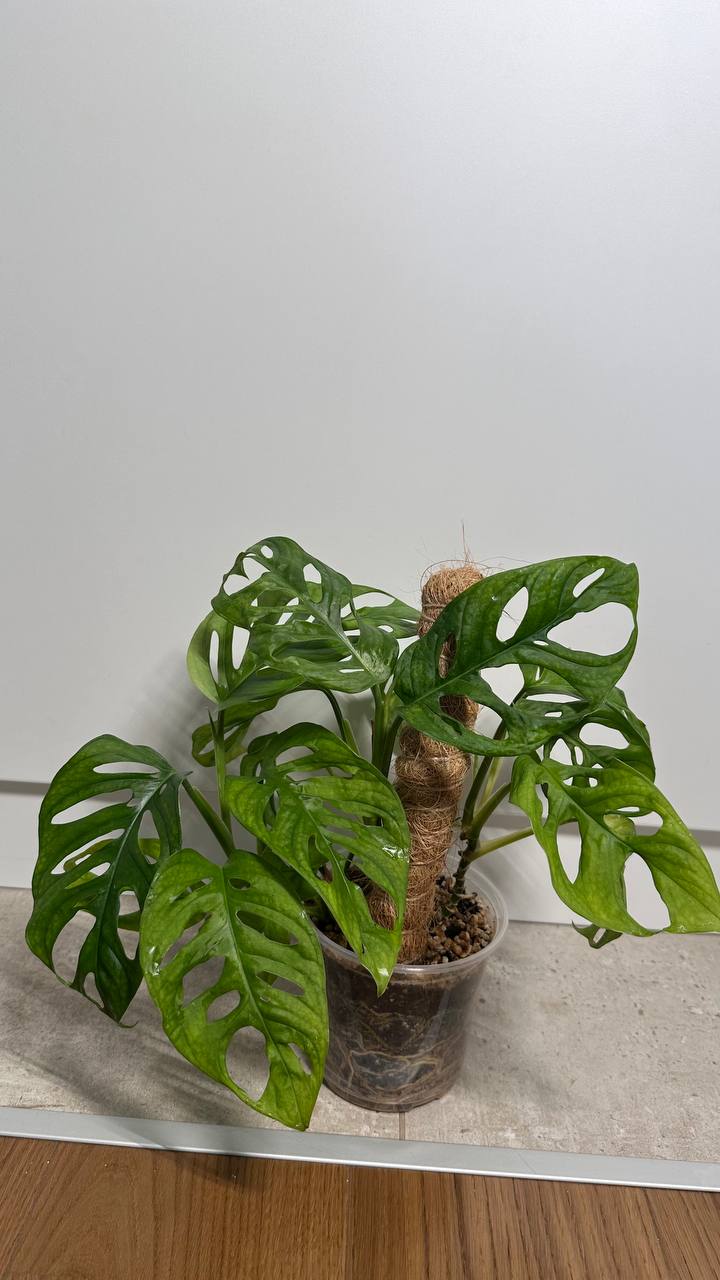 Monstera Manky