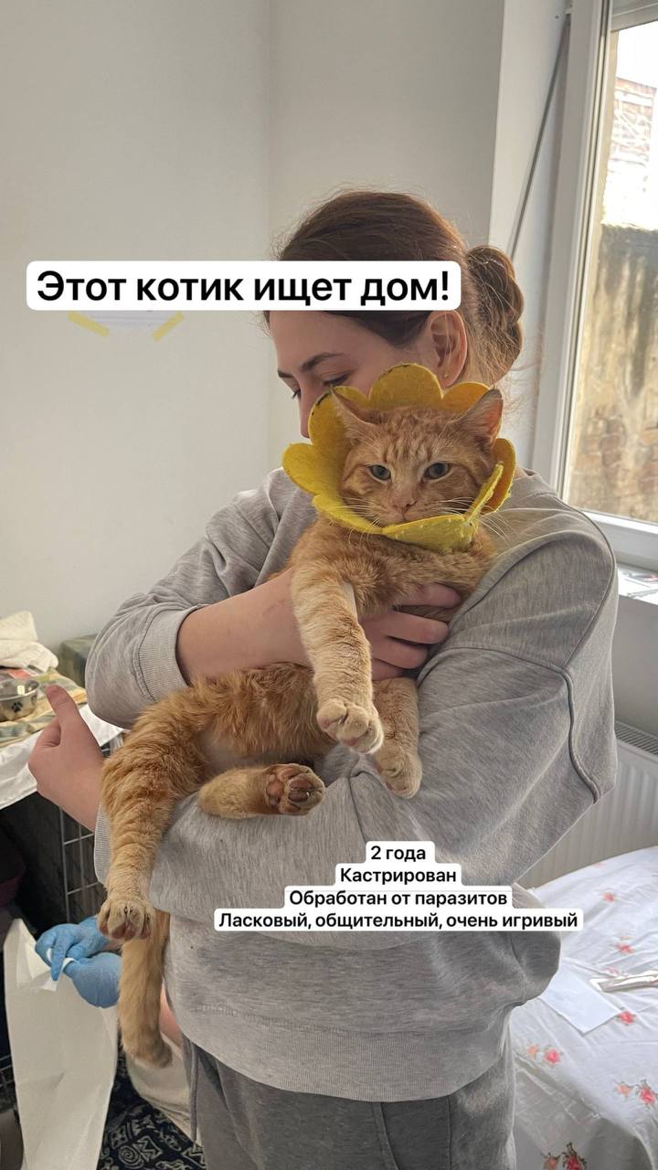 кот