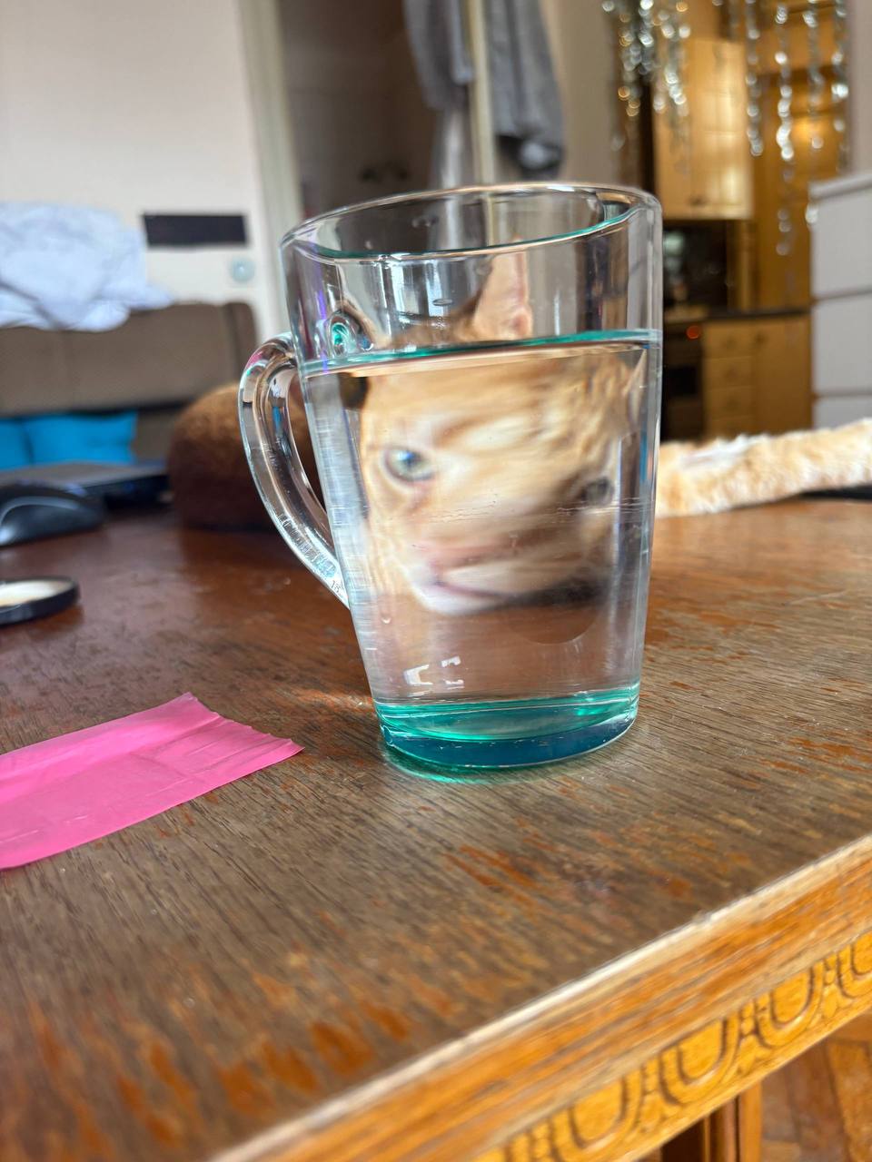 кот photo 5