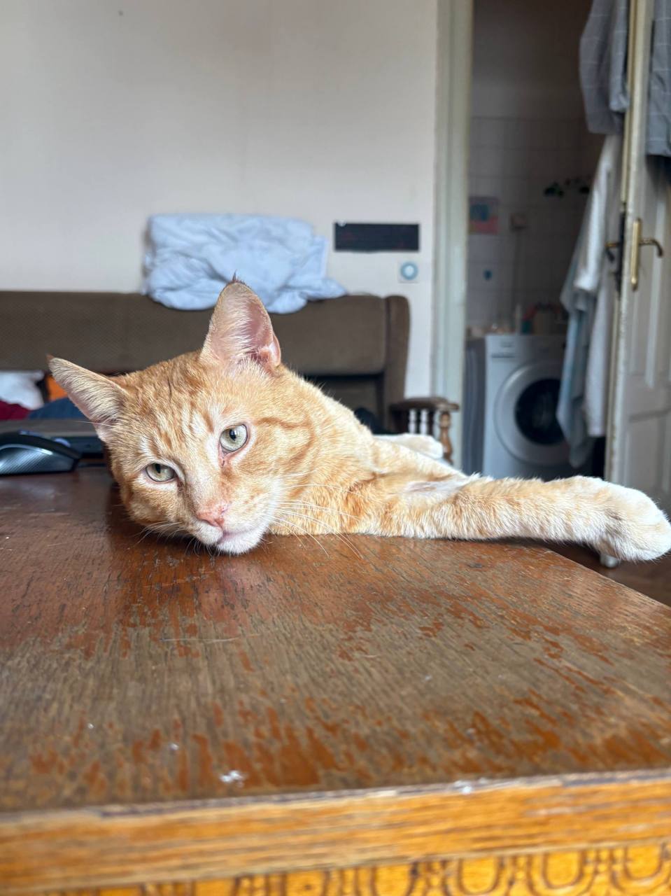 кот photo 6