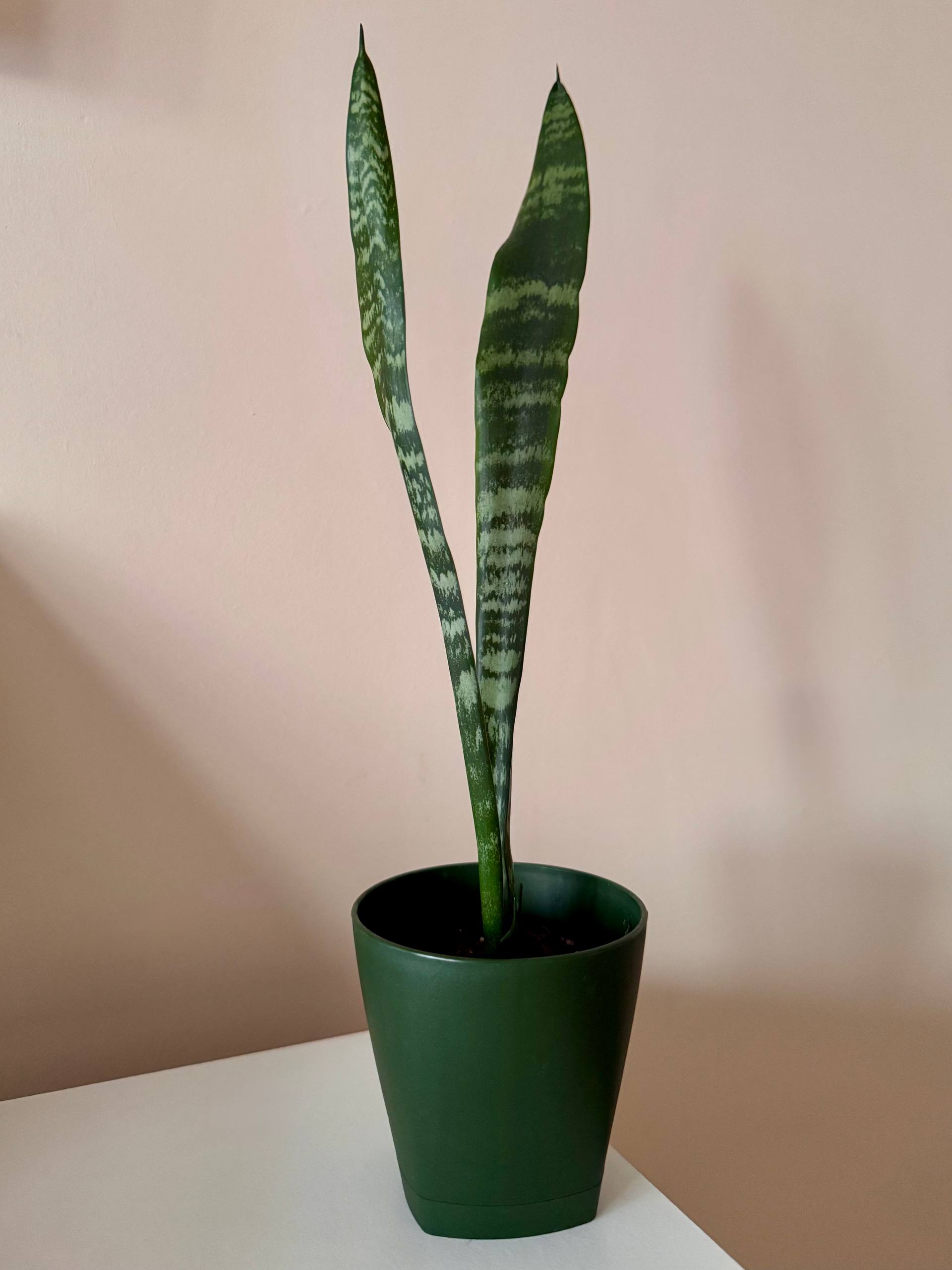 Sansevieria