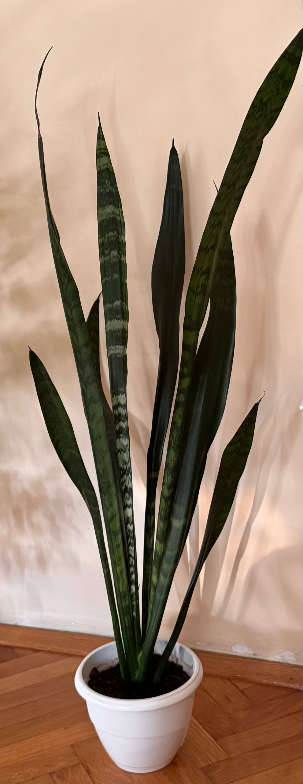 Sansevieria photo 2